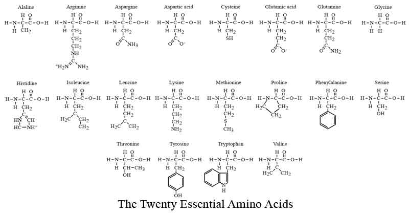 amino acid 20