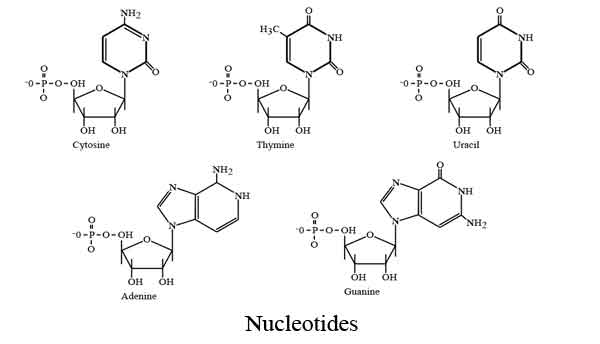 Nucleotides