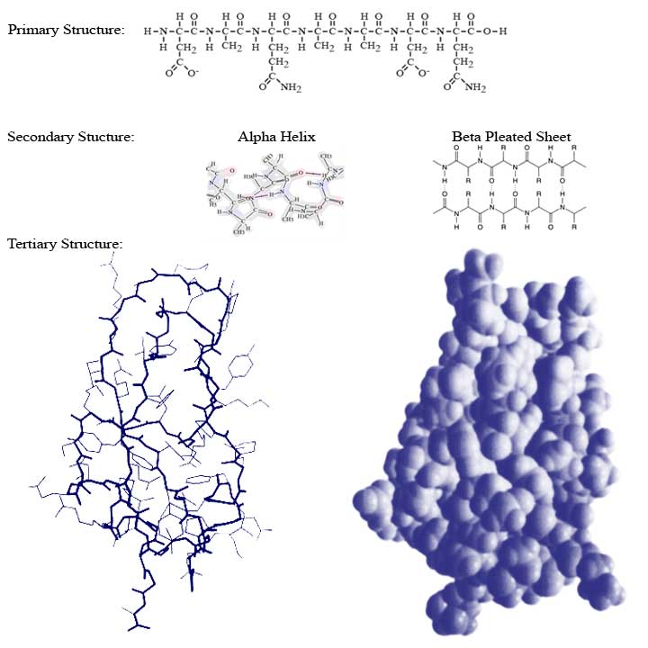 Protein Structure