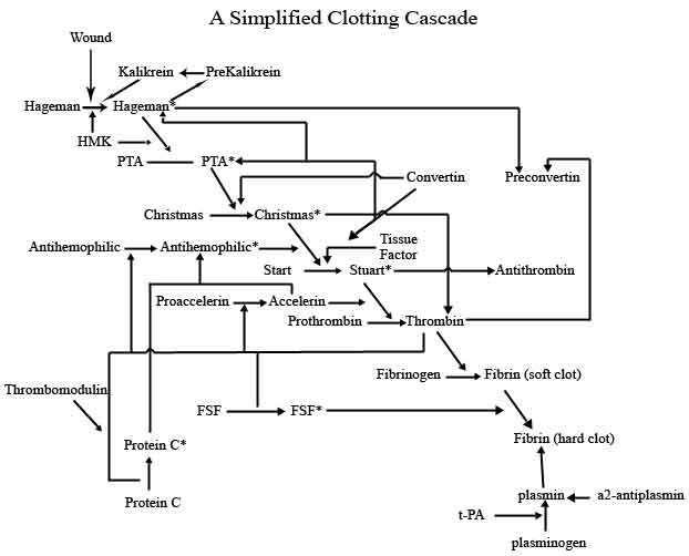 Clotting Cascade